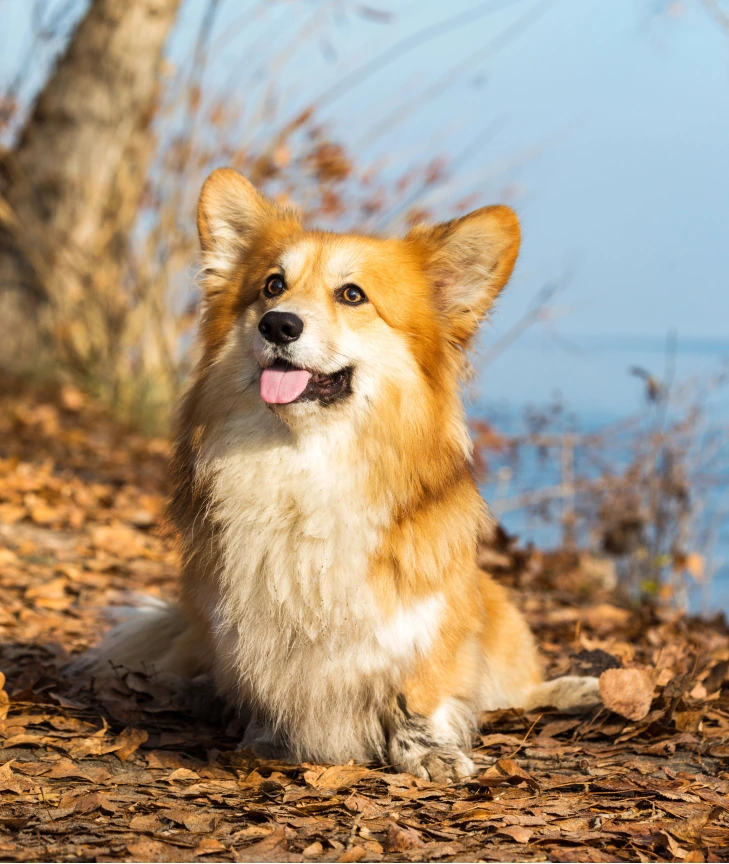 Dogtrovert Dog Walking